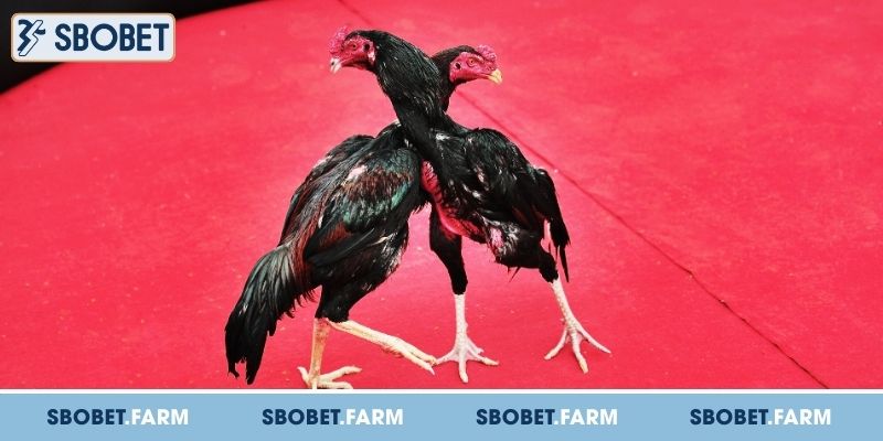 Điểm mạnh khiến đá gà tại SBOBET thu hút hàng triệu hội viên